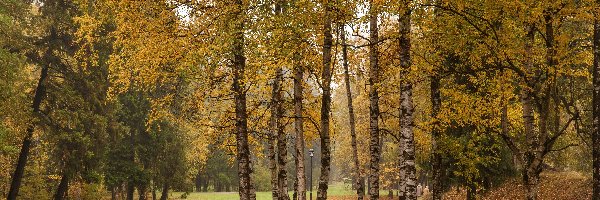 Brzozy, Liście, Park, Jesień, Aleje