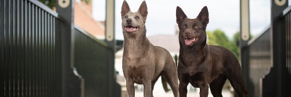 Kładka, Owczarek australijski kelpie, Psy