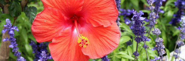 Ogród, Ostróżka, Trawy, Lato, Czerwony, Hibiskus