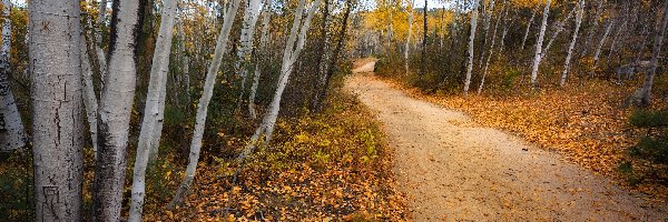 Topole osikowe, Arizona, Drzewa, Dróżka, Prescott, Jesień, Las, Stany Zjednoczone