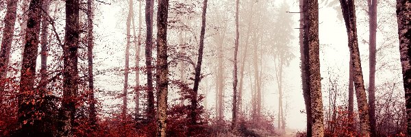 Jesień, Liście, Drzewa, Ścieżka, Mgła