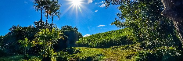 Saint-Benoît, Francuska, Krzewy, Drzewa, Wyspa Reunion, Potok, Promienie słońca, Afryka