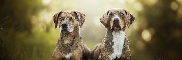 Dwa, Catahoula leopard dog, Psy, Tło, Rozmyte