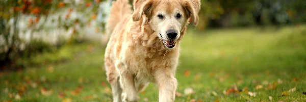 Golden Retriever