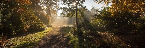 Drzewa, Przebijające światło, Roślinność, Droga