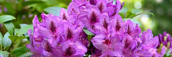 Rododendron, Krzew