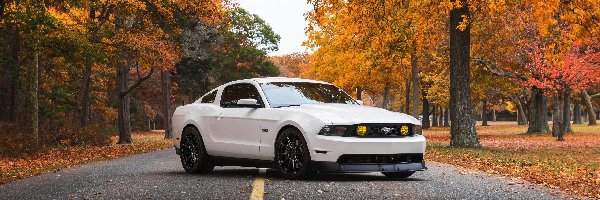 Ford Mustang GT, Drzewa, 2011, Biały