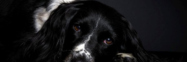 Springer spaniel, Oczy, Smutne, Angielski