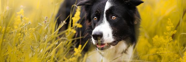 Border collie, Pies, Łąka