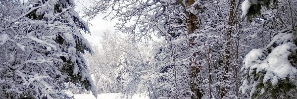 Śnieg, Zima, Ślady, Las