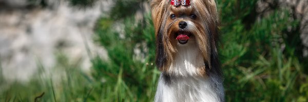 Yorkshire terrier, Kokardka, Język, Piesek