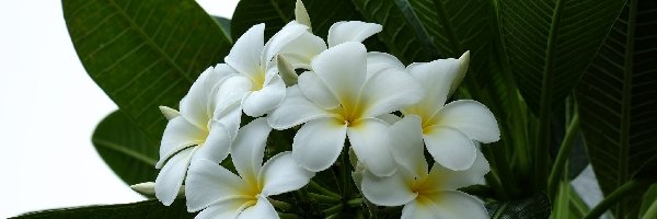 Liście, Plumeria, Biała