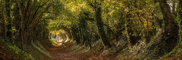 Droga Stane Street, Hrabstwo West Sussex, Liście, Droga, Wieś Halnaker, Jesień, Drzewa, Anglia