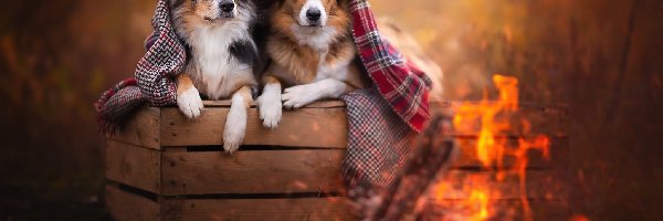 Psy, Skrzynka, Border collie, Ognisko, Koc