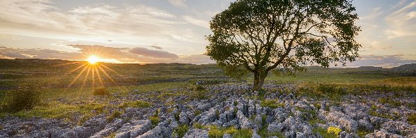 Wschód słońca, Hrabstwo North Yorkshire, Kamienie, Jesion, Park Narodowy Yorkshire Dales, Skały wapienne, Drzewo, Anglia