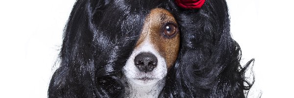 Jack Russell terrier, Róża, Peruka, Pies