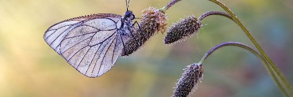 Roślina, Niestrzęp głogowiec, Motyl