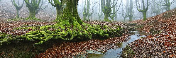 Hiszpania, Mgła, Omszałe, Las, Jesienny, Rzeczka, Drzewa