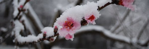 Wiśnia, Kwitnąca, Śnieg
