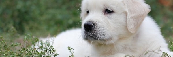 Rośliny, Golden retriever, Szczeniak