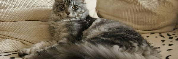 Poduszki, Maine Coon, Kotek