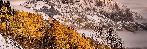 Góra Gothic Mountain, Droga, Góry, Drzewa, Stan Kolorado, Stany Zjednoczone