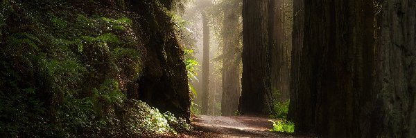 Droga, Park Narodowy Redwood, Las, Stan Kalifornia, Stany Zjednoczone, Sekwoje, Drzewa
