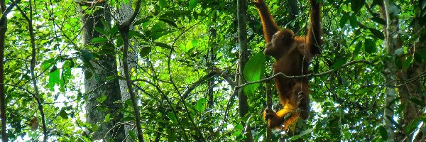 Las, Borneo, Tropikalny, Orangutan