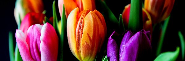 Kwiaty, Tulipany, Kolorowe, Tło, Ciemne