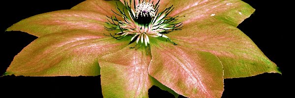 Clematis, Kwiat, Przyroda
