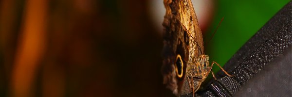 Motyl