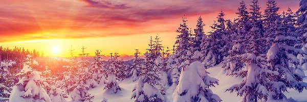 Zima, Drzewa, Zaśnieżone, Wschód słońca