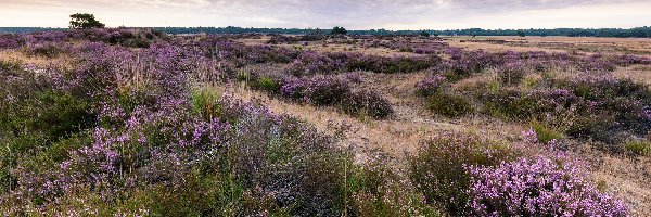Ciemne, Kalmthout, Wrzosowisko, Wrzos, Park Narodowy De Zoom – Kalmthoutse Heide, Chmury, Pola, Belgia