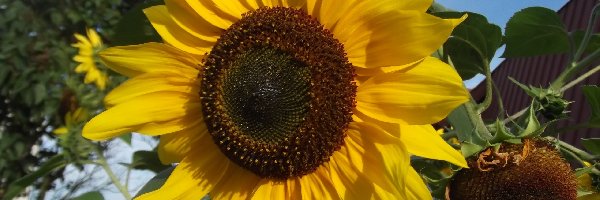 Słonecznika, Kwiat