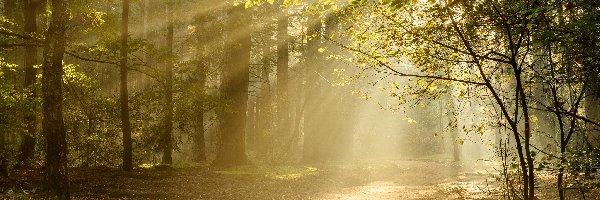 Promienie słońca, Park Narodowy Utrechtse Heuvelrug, Jesień, Utrecht, Holandia, Droga, Las