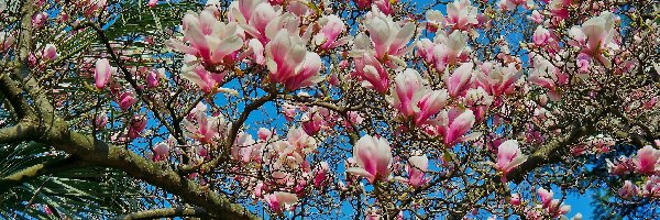 Wiosna, Kwiaty, Magnolia