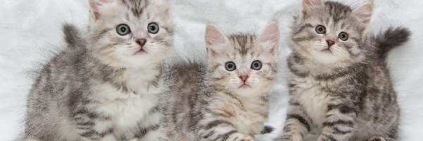 Szare, Maine coon, Kotki, Trzy