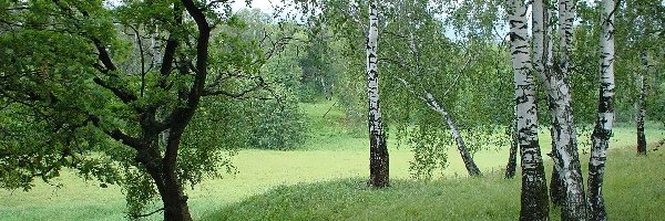Trawa, Brzozy, Łąka