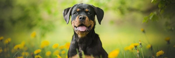 Rottweiler, Mniszek pospolity, Łąka, Szczeniak