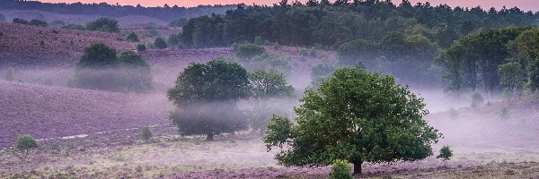Wrzosowisko, Prowincja Geldria, Wschód słońca, Drzewa, Park Narodowy Veluwezoom, Wrzos, Mgła, Holandia
