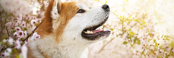 Pies, Mordka, Akita inu, Kwiaty, Gałązki