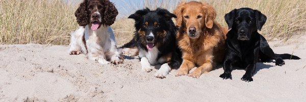 Labrador retriever, Golden retriever, Spaniel angielski, Psy, Cztery, Trawa, Piasek, Border collie, Plaża