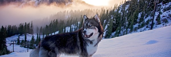 Mgła, Zima, Góry, Las, Siberian Husky, Pies