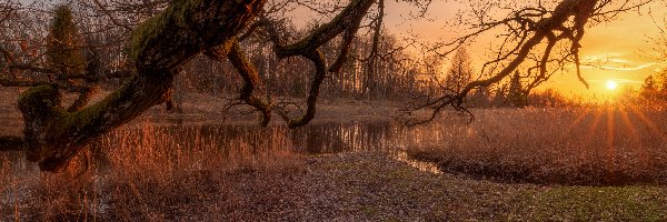 Drzewa, Rzeka, Szuwary, Konary, Promienie, Zachód słońca