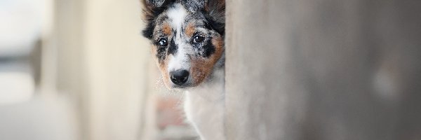 Border collie, Ściana, Mordka, Szczeniak