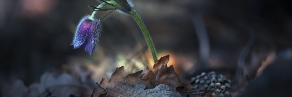 Liście, Rozmyte Tło, Dębu, Sasanka