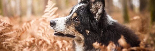 Border collie, Paprocie, Rośliny, Pies