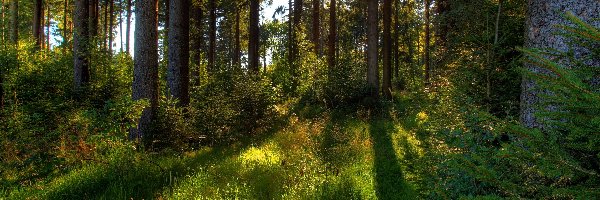 Przebijające Światło, Las