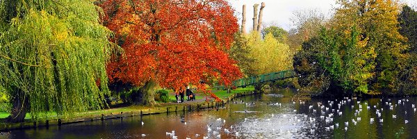 Kolorowa, Most, Park, Jesień, Kaczki, Rzeka