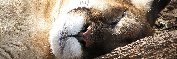 Puma, Śpiąca